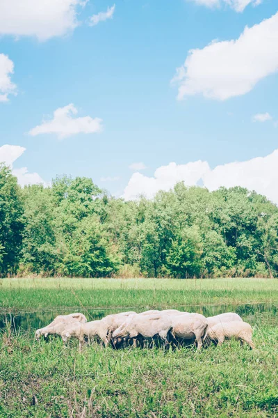 Herd Sheeps Meadow Springtime — Stock Photo, Image