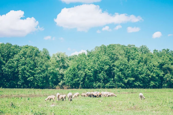 Herd Sheeps Meadow Springtime — Stock Photo, Image