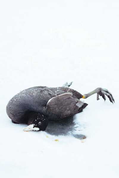 Dead bird on frozen lake in the winter