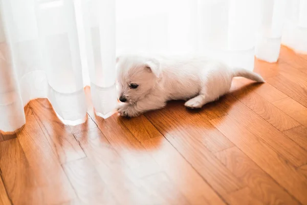 Lindo Oeste Terrier Cachorro Suelo Por Ventana — Foto de Stock