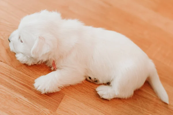 West Terrier Puppy Lying Floor — Stock Photo, Image