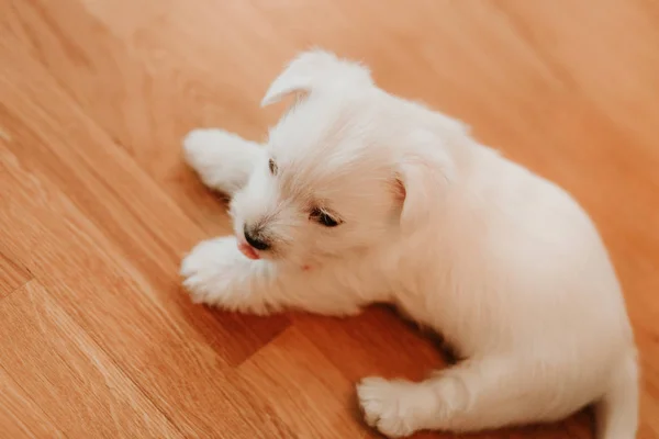 West Terrier Puppy Lying Floor — Stock Photo, Image