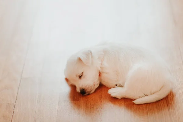 West Terrier Puppy Lying Floor — Stock Photo, Image