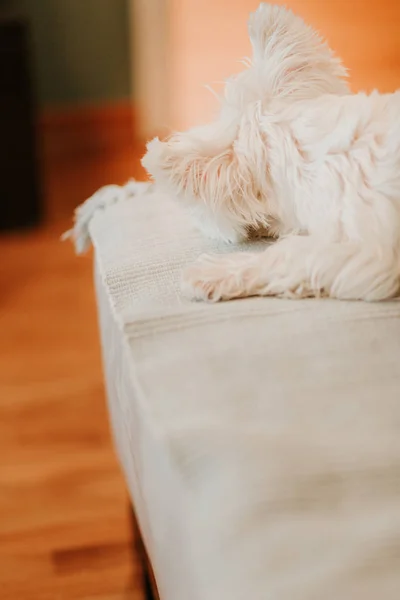 West Terrier Acostado Sofá — Foto de Stock