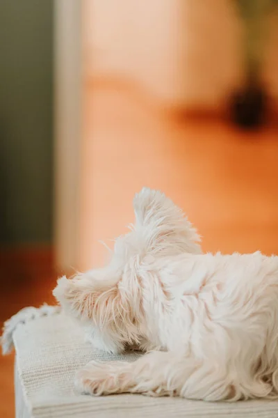 West Terrier Acostado Sofá — Foto de Stock