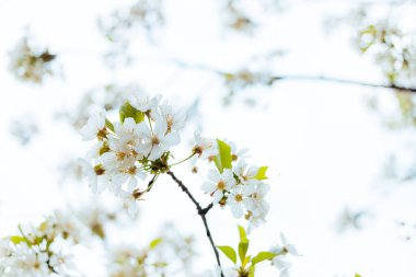 Baharda kiraz çiçeği yakın çekim