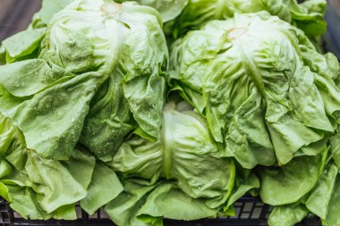 Pazarda taze organik marul