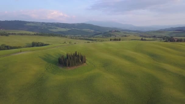 トスカーナ州のヒノキ畑の空中映像 イタリア — ストック動画