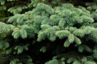Güzel, yemyeşil bir köknar ağacına yakın çekim