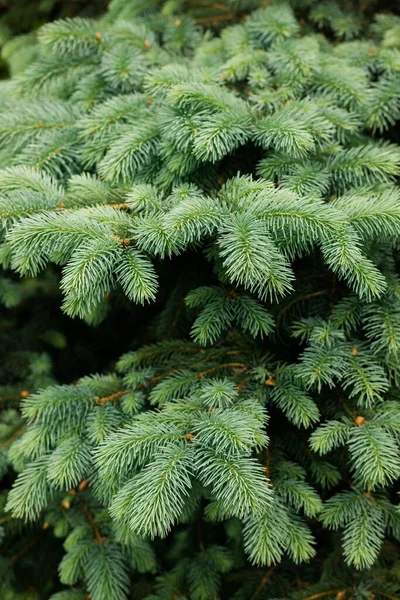 Close Van Een Prachtige Weelderige Dennenboom — Stockfoto