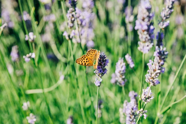Piękny Motyl Lawendzie Roślin Okresie Letnim — Zdjęcie stockowe