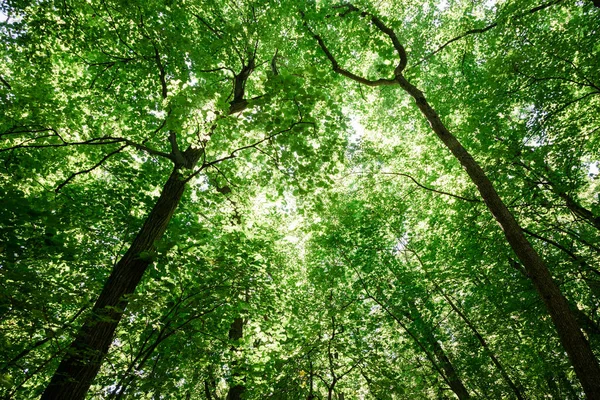 Exuberante Árvores Verdes Topo Floresta — Fotografia de Stock