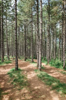 Güneşli bir yaz gününde Çam Ağacı Ormanı