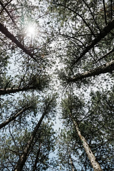 Güneşli Bir Yaz Gününde Çam Ağacı Ormanı — Stok fotoğraf