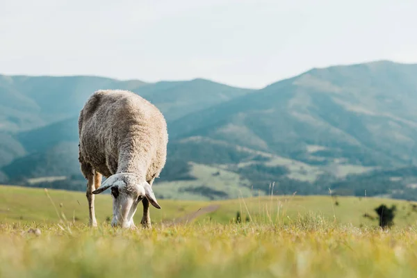 Schapen Eten Gras Een Weide Een Zomerdag — Stockfoto