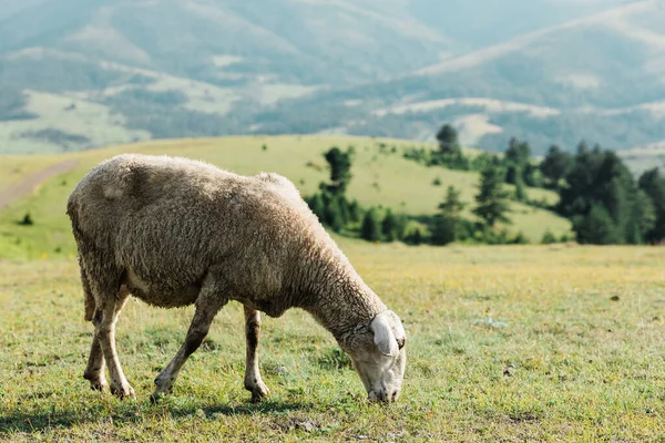Sheep Eating Grass Meadow Summer Day — Stock Photo, Image
