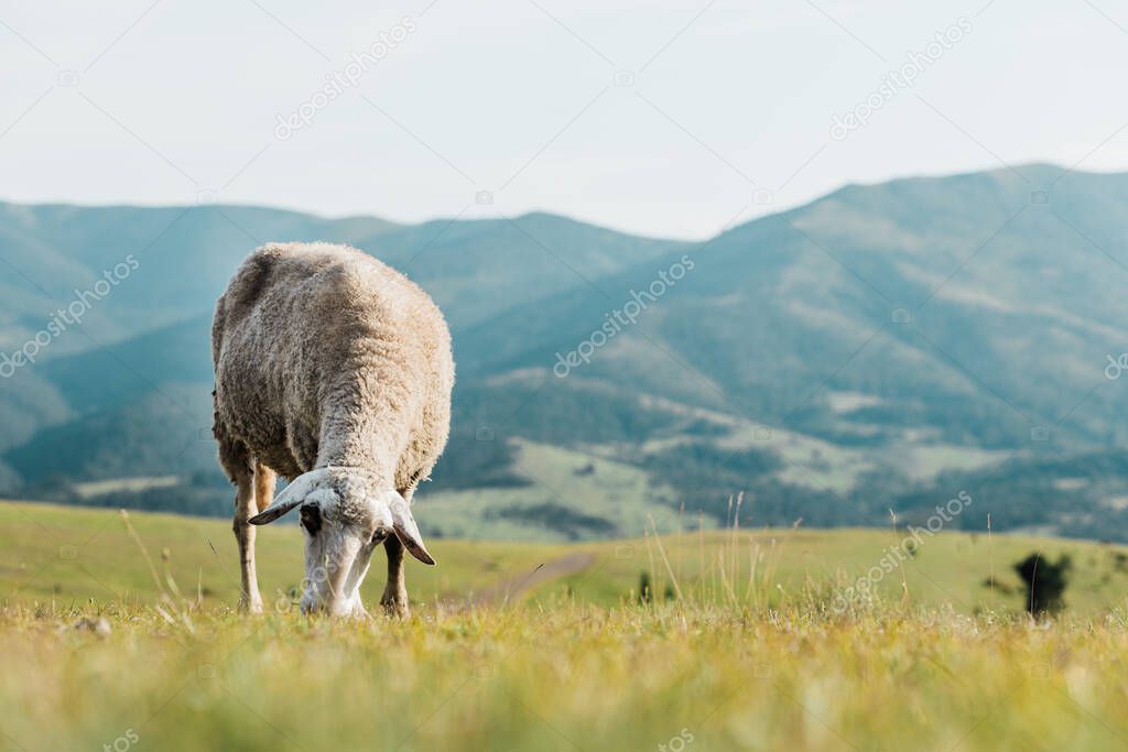 Sheep eating grass on a meadow on a summer day