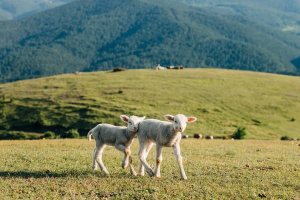 Two Lambs Meadow Sunny Day — Stock Photo, Image