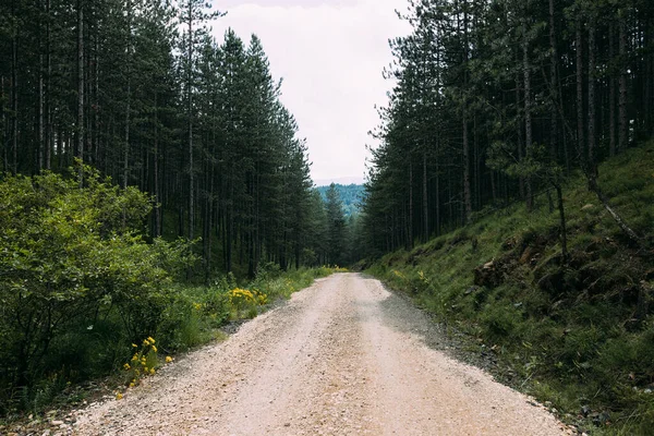 Blick Auf Den Feldweg Der Durch Den Bergwald Führt — Stockfoto