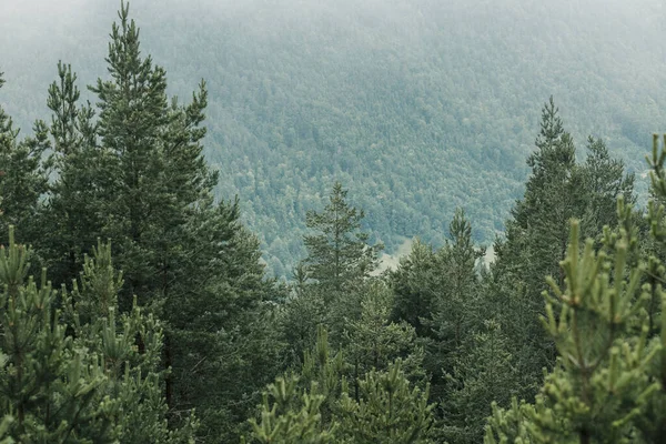 Άποψη Ενός Όμορφου Ομιχλώδη Πεύκα Στα Βουνά — Φωτογραφία Αρχείου