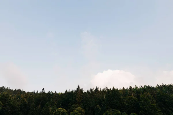 Вид Сосновый Лес Синим Небом Закатном Свете — стоковое фото