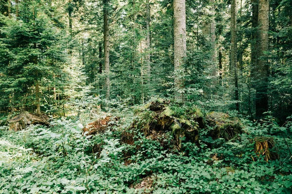 Vista Floresta Profunda Nas Montanhas — Fotografia de Stock