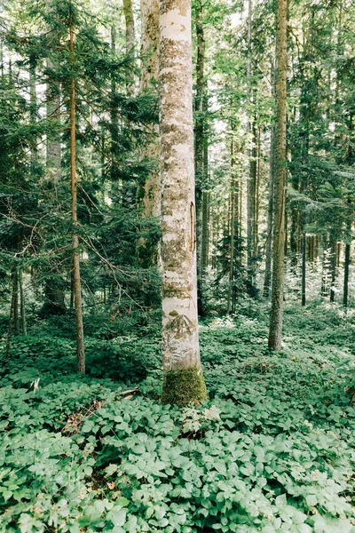 Vista Floresta Profunda Nas Montanhas — Fotografia de Stock