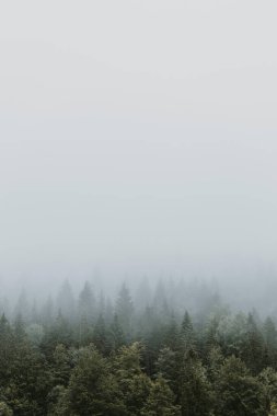 Dağlardaki sisli çam ağacı ormanları