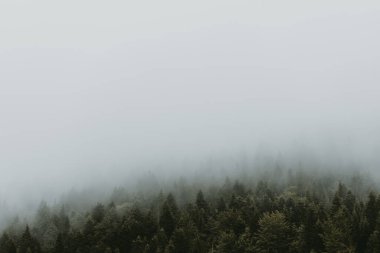 Dağlardaki sisli çam ağacı ormanları