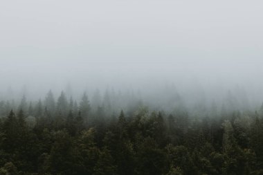 Dağlardaki sisli çam ağacı ormanları