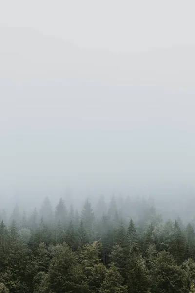 Floresta Pinheiros Nebulosos Nas Montanhas — Fotografia de Stock