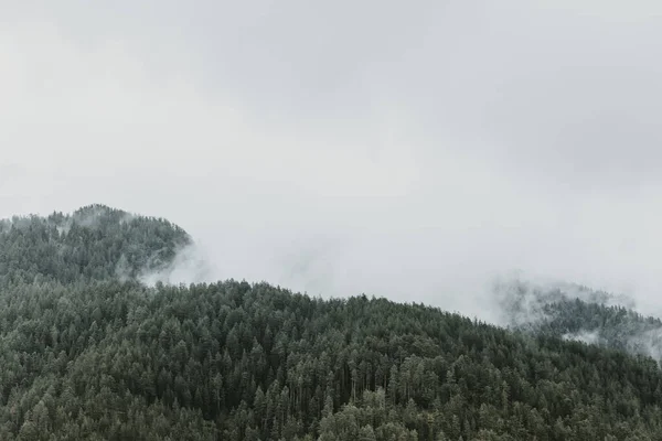 Foggy Pine Tree Forest Mountains — Stock Photo, Image