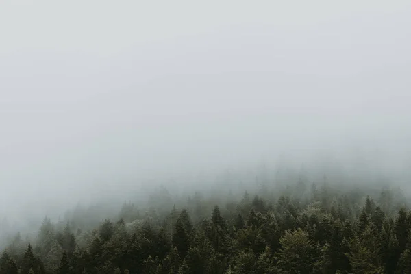 Floresta Pinheiros Nebulosos Nas Montanhas — Fotografia de Stock