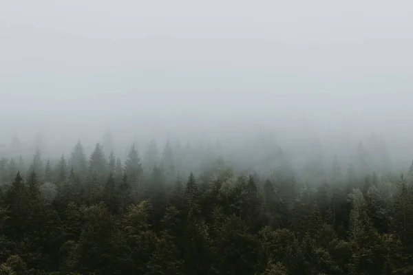 Floresta Pinheiros Nebulosos Nas Montanhas — Fotografia de Stock