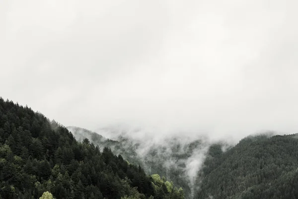 Foggy Pine Tree Forest Mountains — Stock Photo, Image