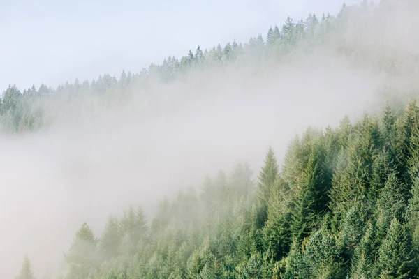 Misty Πευκοδάσος Στα Βουνά Νωρίς Πρωί — Φωτογραφία Αρχείου