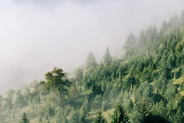 Misty Pine Tree Forest Mountains Early Morning — Stock Photo, Image