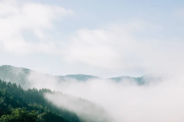 Pohled Mlhavý Horský Les Ránu — Stock fotografie