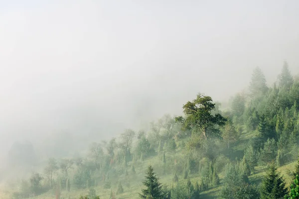 Pohled Mlhavý Horský Les Ránu — Stock fotografie