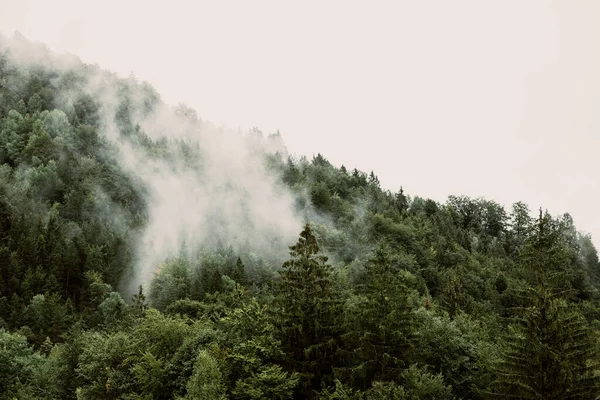 Foggy Pine Tree Forest Mountains — Stock Photo, Image