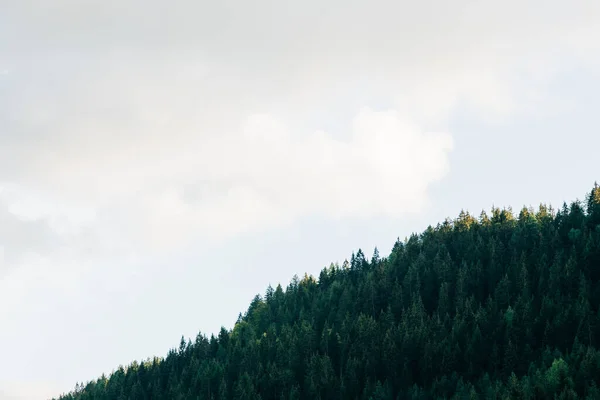 Blick Auf Den Wald Den Bergen — Stockfoto