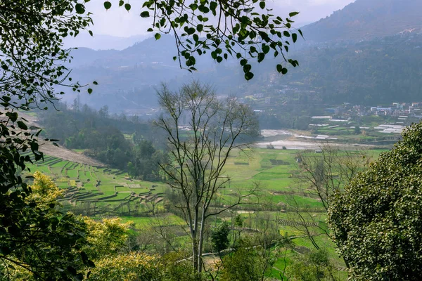 Terras Agrícolas Plantação Várias Plantas Aldeia Nepal — Fotografia de Stock