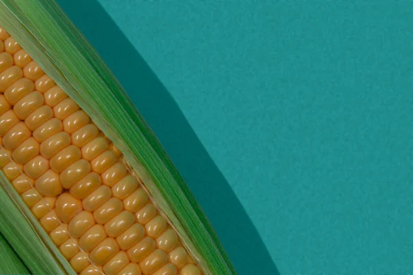 Fresh Sweet Corn Ear Fresh Greenery Diagonal Composition Backdrop Turquoise — Stock Photo, Image