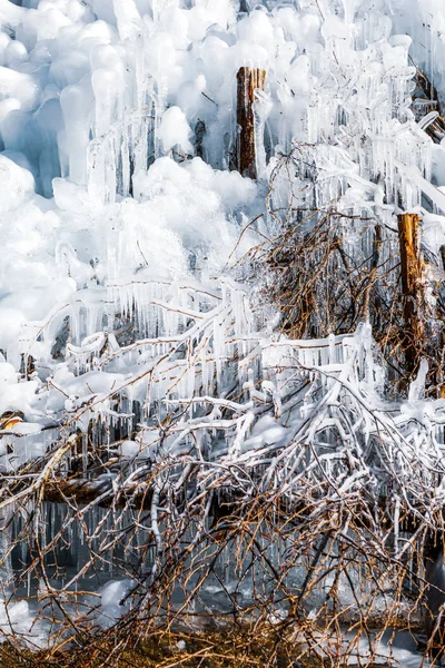 Ice on Tree close up