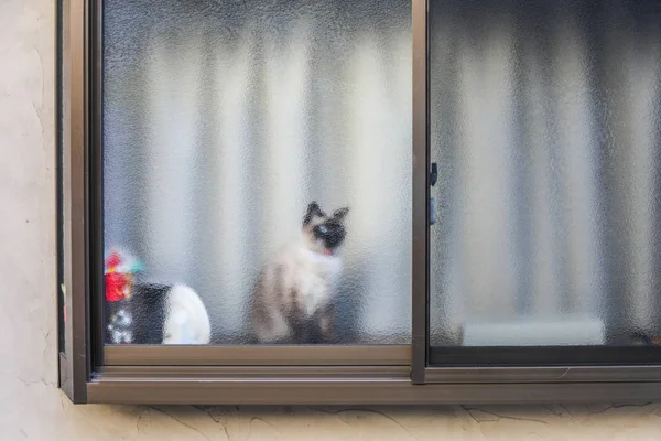 Gato Detrás Ventana Afuera — Foto de Stock