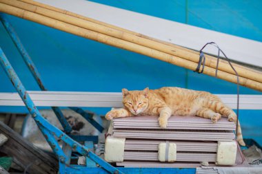Şehirde, Hong Kong yolunu yitirmek kedi