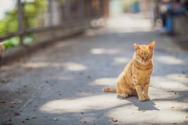 Şehirde, Hong Kong yolunu yitirmek kedi