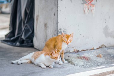 Şehirde, Hong Kong yolunu yitirmek kedi