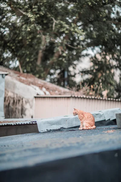 Streuner Auf Dach Freien — Stockfoto