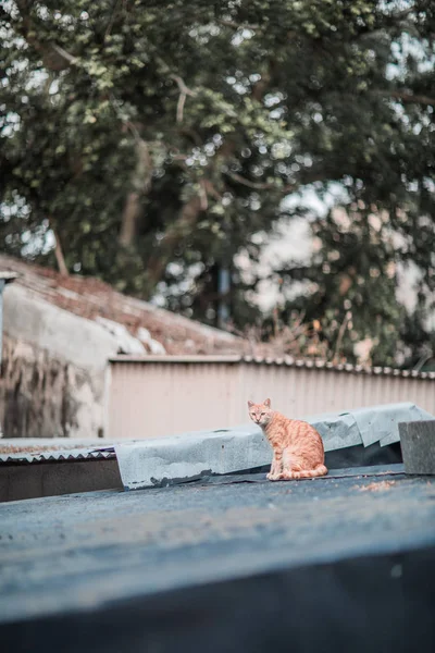 Çatıda Açık Sokak — Stok fotoğraf